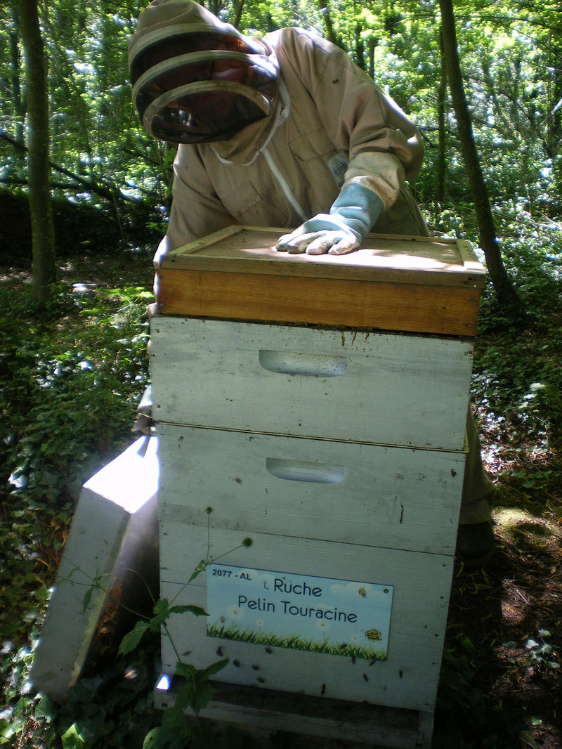 La ruche Pelin Touracine